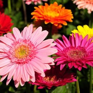 Meet your Posher, Bianca